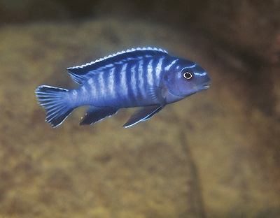 Tropheops kamtambo 'Chimwalani Reef'